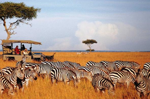 Great Migration Kenya from India: Months, Mara Crossings & Real Costs