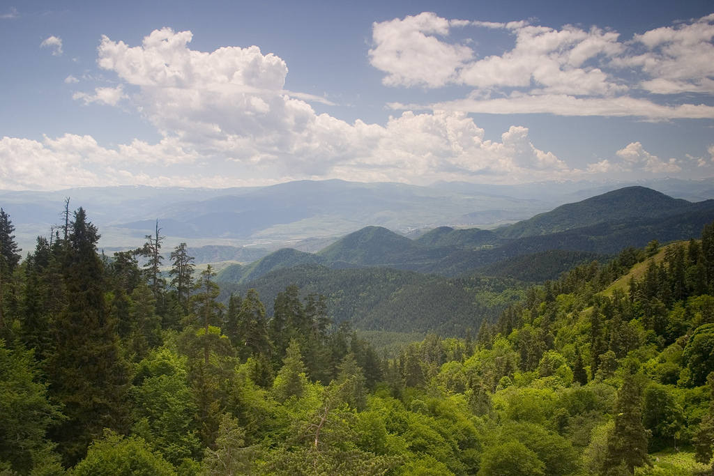 Forest trail in Borjomi National Park