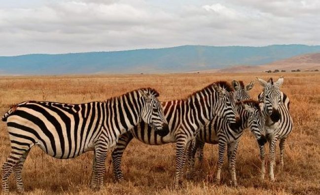 KENYA Customisable Group Trip