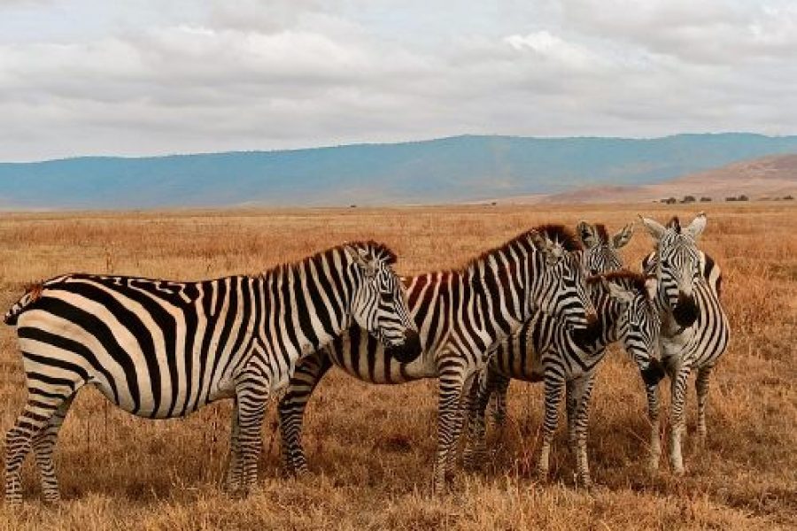 KENYA Customisable Group Trip